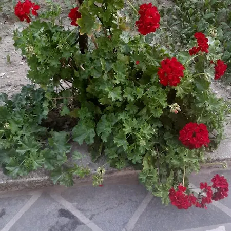 Daire Luka *